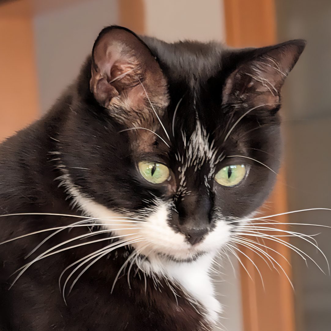 Schwarz-weiße Katze mit grünen Augen und auffälligen Schnurrhaaren.