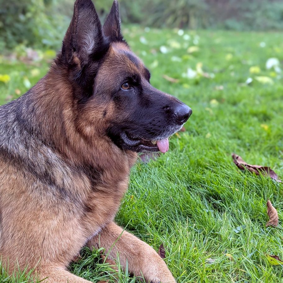 Brauner, lockiger Hund (Pudel) mit freundlichem Ausdruck und spitzem Gesicht.